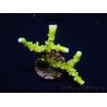 WYSIWYG - BR Green Goblin Anacropora 18A1