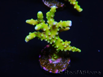 WYSIWYG - BR Green Goblin Anacropora 18A2