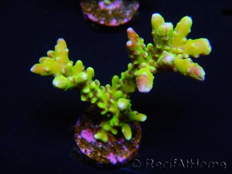 WYSIWYG - BR Green Goblin Anacropora 18A3