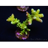 WYSIWYG - BR Green Goblin Anacropora 18A3