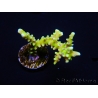 WYSIWYG - BR Green Goblin Anacropora 18A4