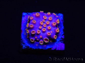 WYSIWYG - RAH Cyphastrea Purple Rain 3O12