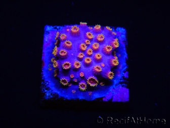 WYSIWYG - RAH Cyphastrea Purple Rain 3O12