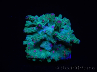 WYSIWYG - RAH Cyphastrea decadia Green 3P8