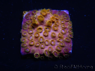 WYSIWYG - WWC Cyphastrea Copper head 3N3