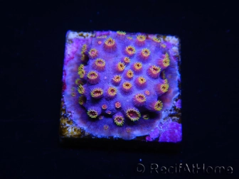 WYSIWYG - RAH Cyphastrea Purple Rain 3O12