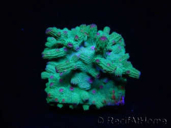 WYSIWYG - RAH Cyphastrea decadia Green 3P8