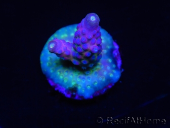 WYSIWYG RAH Acropora Rainbow Mango 5K4