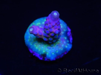 WYSIWYG RAH Acropora Rainbow Mango 5K4