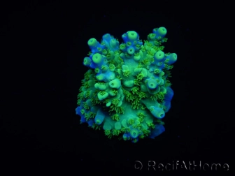 WYSIWYG RAH Acropora Hematoma 5J1