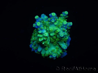 WYSIWYG RAH Acropora Hematoma 5J1