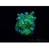 WYSIWYG RAH Acropora Hematoma 5J1