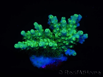 WYSIWYG RAH Acropora Hematoma 5J2