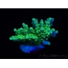 WYSIWYG RAH Acropora Hematoma 5J2