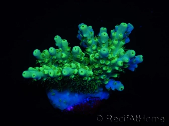 WYSIWYG RAH Acropora Hematoma 5J2