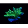 WYSIWYG RAH Acropora Hematoma 5J2