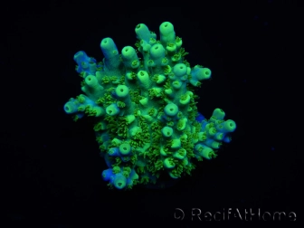 WYSIWYG RAH Acropora Hematoma 5J3