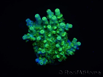 WYSIWYG RAH Acropora Hematoma 5J3