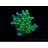 WYSIWYG RAH Acropora Hematoma 5J3