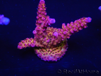 WYSIWYG - Acropora PC Rainbow 5D3