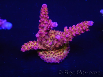 WYSIWYG - Acropora PC Rainbow 5D3