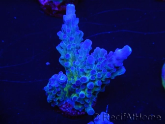 WYSIWYG - RAH Acropora tortuosa 5F3