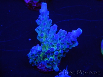 WYSIWYG - RAH Acropora tortuosa 5F3