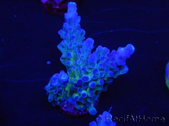 WYSIWYG - RAH Acropora tortuosa 5F3