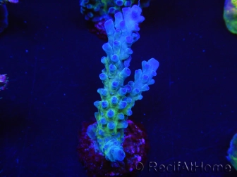 WYSIWYG - RAH Acropora tortuosa 5F4