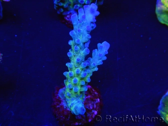 WYSIWYG - RAH Acropora tortuosa 5F4