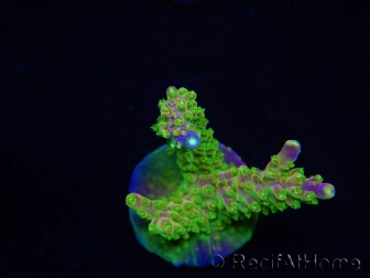 WYSIWYG MH Acropora natalensis 5C3