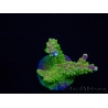 WYSIWYG MH Acropora natalensis 5C3