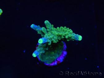 WYSIWYG RAH Acropora Joker 5N3