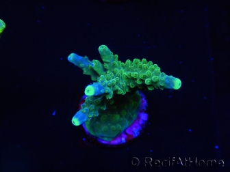 WYSIWYG RAH Acropora Joker 5N3