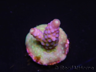 WYSIWYG RAH Acropora Rainbow Mango 5K4