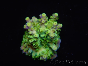 WYSIWYG RAH Acropora Hematoma 5J1