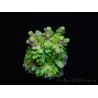 WYSIWYG RAH Acropora Hematoma 5J1