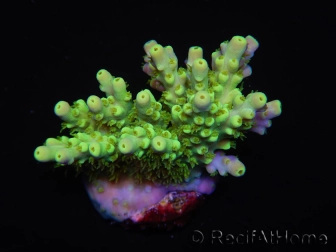 WYSIWYG RAH Acropora Hematoma 5J2