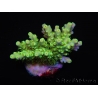 WYSIWYG RAH Acropora Hematoma 5J2