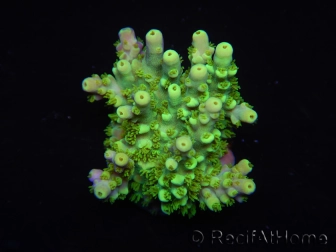 WYSIWYG RAH Acropora Hematoma 5J3