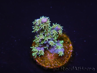 WYSIWYG RAH Acropora horrida Snowflake 5R3