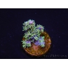 WYSIWYG RAH Acropora horrida Snowflake 5R3