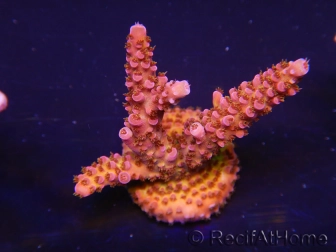 WYSIWYG - Acropora PC Rainbow 5D3