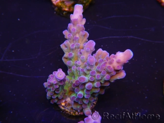 WYSIWYG - RAH Acropora tortuosa 5F3