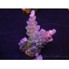 WYSIWYG - RAH Acropora tortuosa 5F3