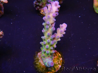 WYSIWYG - RAH Acropora tortuosa 5F4