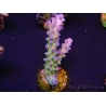 WYSIWYG - RAH Acropora tortuosa 5F4