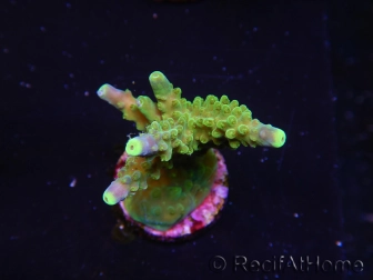 WYSIWYG RAH Acropora Joker 5N3