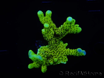 WYSIWYG - CB Incredible Hulk Montipora 5L1