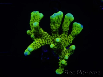 WYSIWYG - CB Incredible Hulk Montipora 5L2